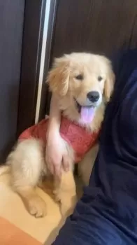 N.K 様のお迎えした子犬