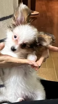 姫 様のお迎えした子犬
