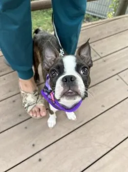 はるぴょん 様のお迎えした子犬