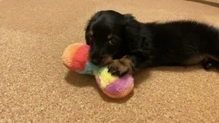 PYM 様のお迎えした子犬