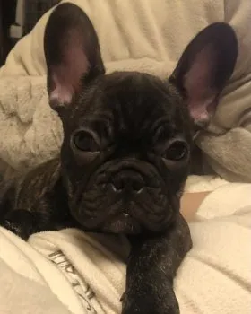 M.N 様のお迎えした子犬