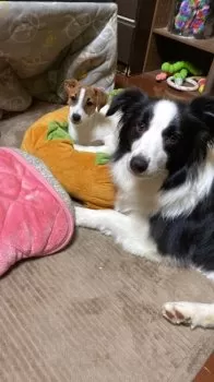 T.N 様のお迎えした子犬