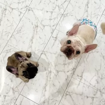 ぶーちゃん 様のお迎えした子犬