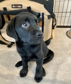 IM 様のお迎えした子犬