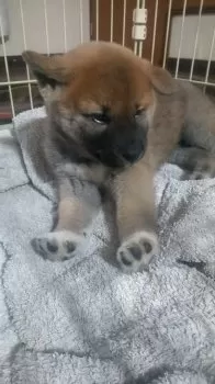 J.Y 様のお迎えした子犬