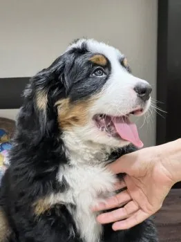 N.H 様のお迎えした子犬