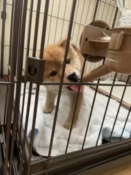 T.A 様のお迎えした子犬
