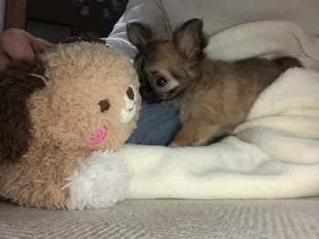 アンママ 様のお迎えした子犬