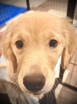 ユキチ 様のお迎えした子犬