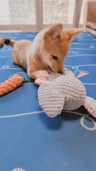 S.N 様のお迎えした子犬