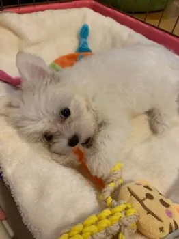 カーミー 様のお迎えした子犬