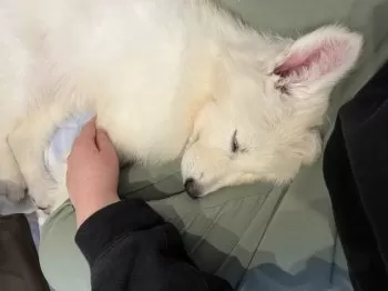 まいたけ33 様のお迎えした子犬