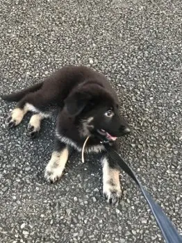 nyonyo 様のお迎えした子犬