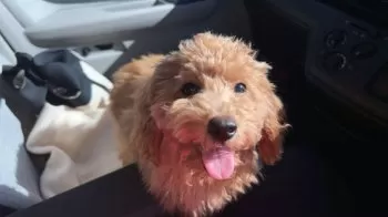 Y.S 様のお迎えした子犬