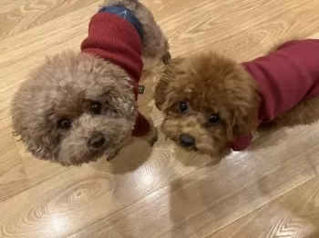 N.M 様のお迎えした子犬