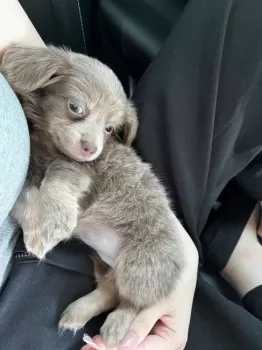 R.A 様のお迎えした子犬
