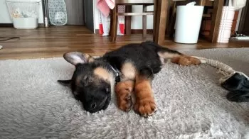 ジャーマン・シェパードのサン 様のお迎えした子犬
