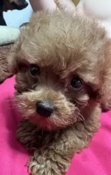 M.T 様のお迎えした子犬