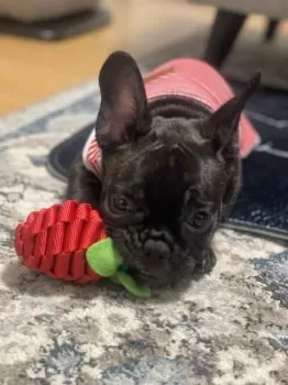 あんちゃんパパ 様のお迎えした子犬