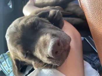 ましれた 様のお迎えした子犬