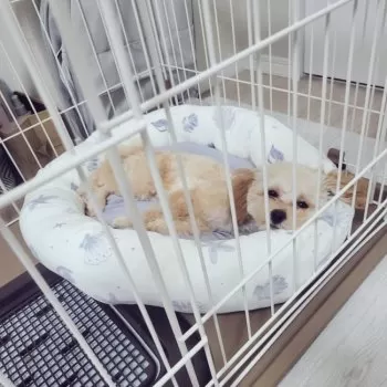 ミルティ 様のお迎えした子犬