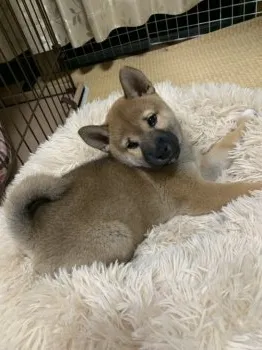 M.H 様のお迎えした子犬