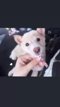 Y.S 様のお迎えした子犬