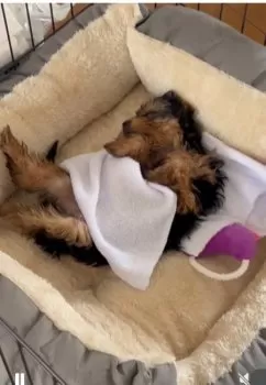 アナママ 様のお迎えした子犬