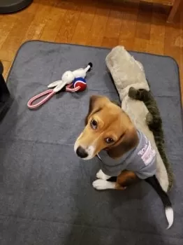 T.M 様のお迎えした子犬