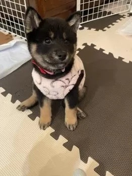 河野 様のお迎えした子犬