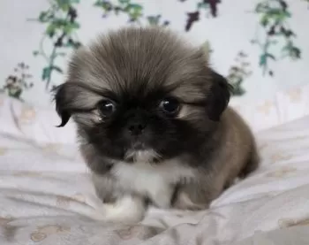 ありさ 様のお迎えした子犬