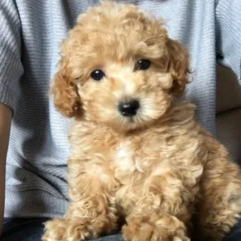 ミメ 様のお迎えした子犬