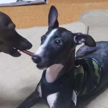momo 様のお迎えした子犬