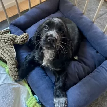 Fuji 様のお迎えした子犬