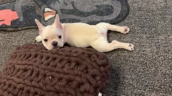りー 様のお迎えした子犬