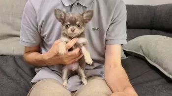 デカチワワ 様のお迎えした子犬