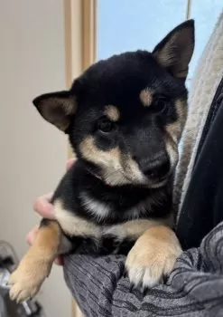 フミ 様のお迎えした子犬