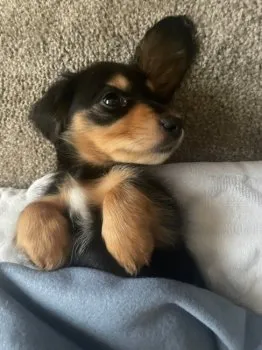 みやこ 様のお迎えした子犬