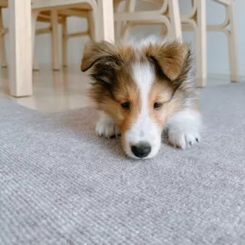 M.W 様のお迎えした子犬