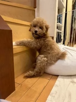 M.Ｉ 様のお迎えした子犬