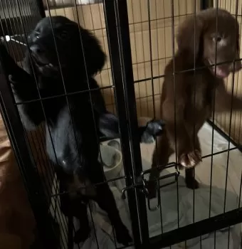 モミノリ 様のお迎えした子犬
