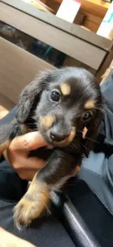 M.S 様のお迎えした子犬