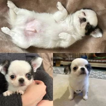 T.T 様のお迎えした子犬