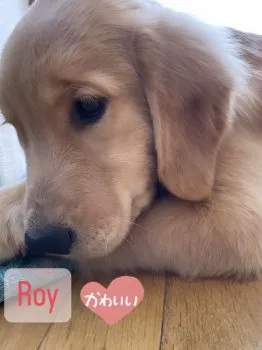ジョーくんママ 様のお迎えした子犬
