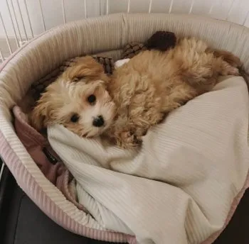 R.S 様のお迎えした子犬
