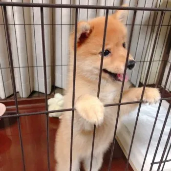 K.Y 様のお迎えした子犬