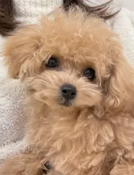 tenu 様のお迎えした子犬