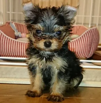 なつちゃんママ 様のお迎えした子犬