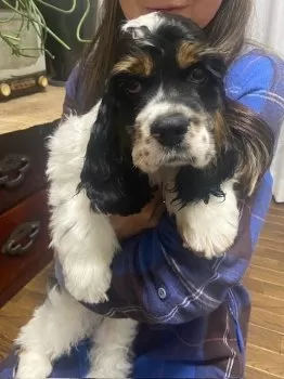 mamikoi 様のお迎えした子犬