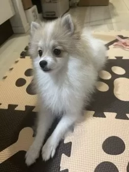 ルポちゃん 様のお迎えした子犬